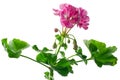 Closeup young plant of geranium â scion Royalty Free Stock Photo
